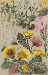 Alpine flora by European School